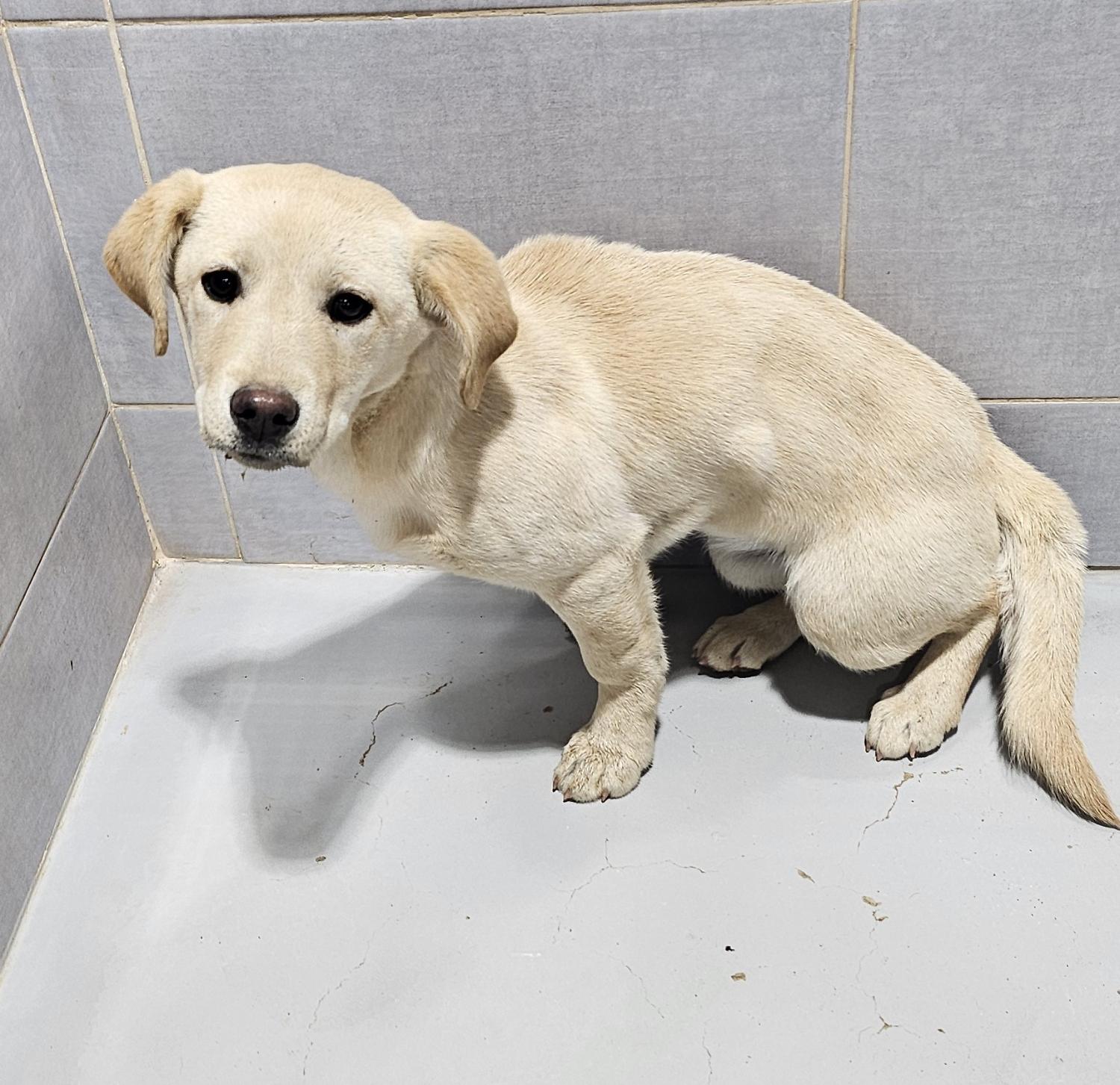 울진군동물보호센터_447525202500084